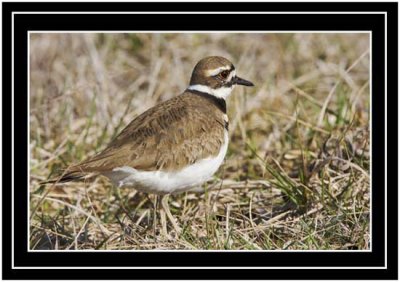 Killdeer Just A Different View
