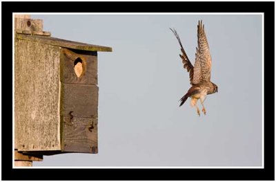 The Kestrel Flies Off