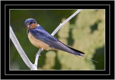 The Parent Barn Swallow (Hirundo rustica)