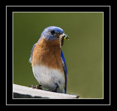 The Eastern Bluebird Constantly Forages For Food To Feed It's Young