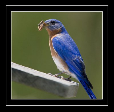 Eastern Bluebird's Young Have An Appetite