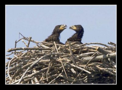 Eaglets Amuse One Another