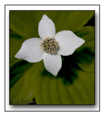 Bunch Berry (Cornus canadensis)