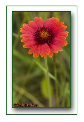 Indian Blanket (Gaillardia pulchella)