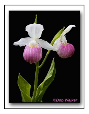 Showy Lady's Slippers Two