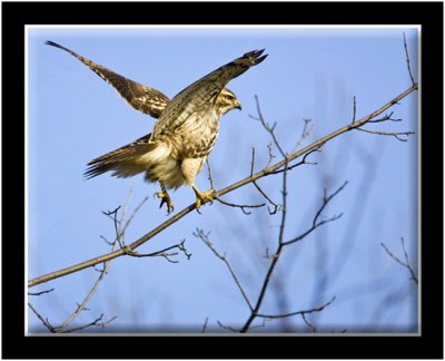 Red-tailed Hawk Taking Flight