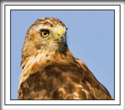 The Red-tailed Hawk Gallery
