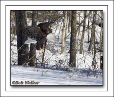 The Mature Bald Eagle About Land