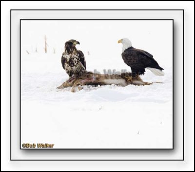 The Immature May Look To Challenge The Older Mature Eagle