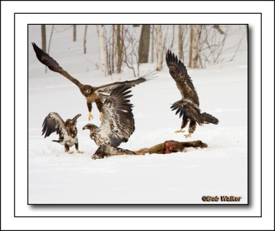 Some Very Hungry Immature Bald Eagles