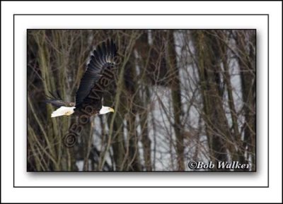 Mature Eagle In Flight Along Edge Of Woodlot