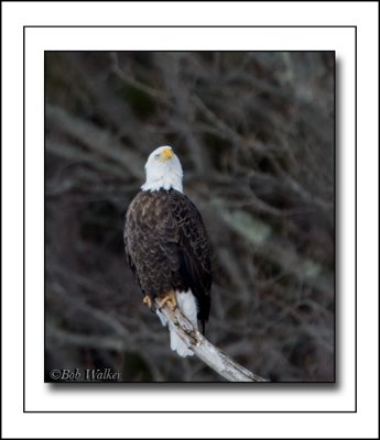A Mature American Bald  Eagle With An Attitude