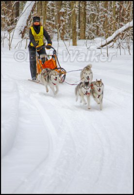 Once On The Trail The Real Work Begins For Both The Driver And Their Canine Athletes