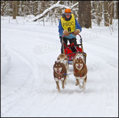 This Driver Is Running A Team Of Purebreed Siberian Huskies