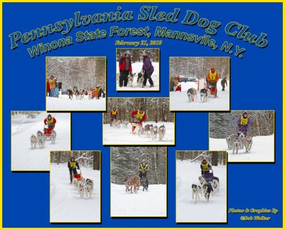 Sled Dog Race Collage And Sampling Of What One Can See Attending This Unique Sporting Event