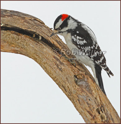 Downy Woodpecker (Picoides pubescens)  Sarching For Food