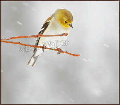American Goldfinch (Carduelis trists) As Seen During A Late Winter Storm