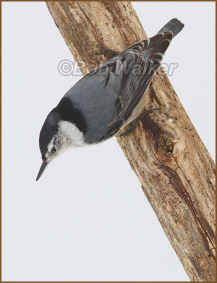 White-breasted Nuthatch (Sitta carolinensis)