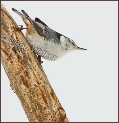 White-breated Nuthatch Foraging For Food