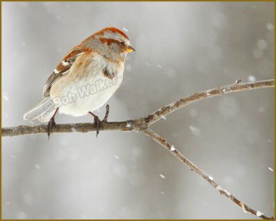 American Tree Sparrow (Spizella arborea) In A Winter Setting