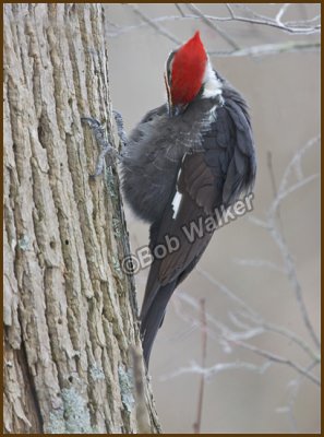 Male Pileated Woodpecker Preening