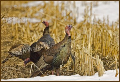 The Wild Eastern North American Turkey Was Once Considered For Our National Bird