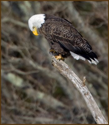 American Bald Eagle Perched High Upon A Limb