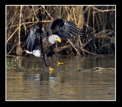 The American Bald Eagle About To Capture  It's Meal, Maybe