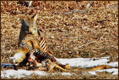 Don't Mess With Canis latrans While It's Eating