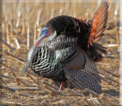 Tom Strutting And Puffing Up