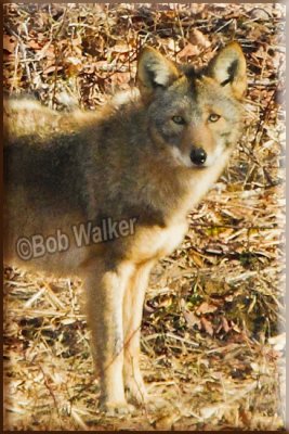 North American Eastern Coyote (Canis latrans)