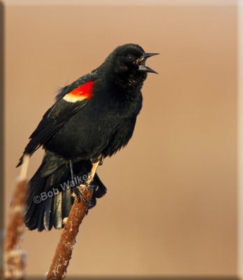 Redwinged Black Bird Calling Back
