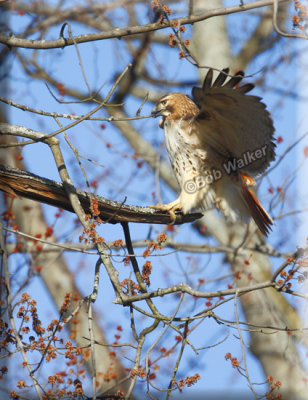 The Red-tail Hawk Gathers Nesting Material