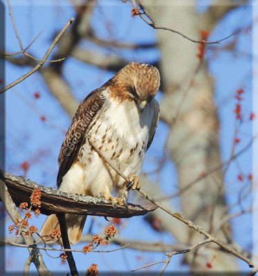 Now Our Red-tailed Hawk Looks To Be Saying What Do I Do With It