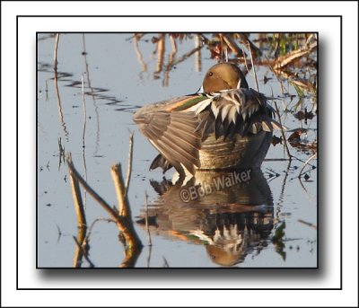 A Candid Norhtern Pintail Or Just Preening?