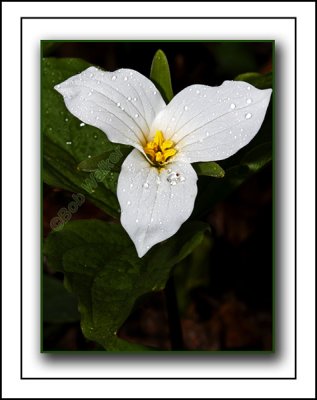 Large-flowered Trillium (Trillium grandiflorum) a.k.a. White Trillium