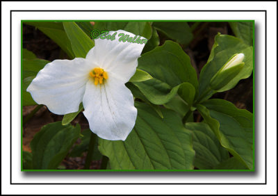 Large-flowered Trillium (Trillium grandiflorum) a.k.a. White Trillium