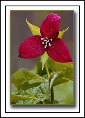 Purple Trillium (Trillium erectum) Standing