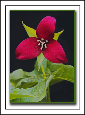 An Artist's Rendering Of A Purple Trillium a.k.a. Wake-robin