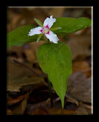 Painted Trillium Found On The Forest Floor