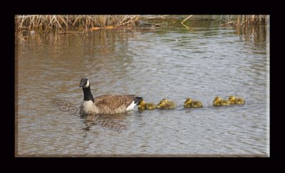 Mother Canada Goose With All Her Young