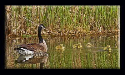 Mother Canada Goose Watches Her Brood Carefully