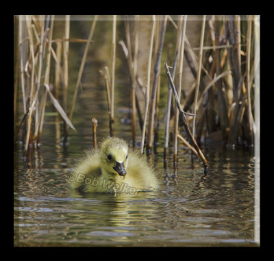 The Young Can Take Cover In The Reeds
