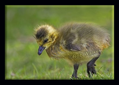 A Baby Goose Foraging