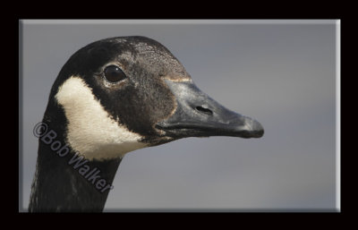 The Canadian Geese Gallery