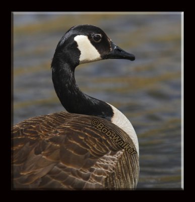 The Canada Geese Are Often Overlooked As Subjects For Our Cameras