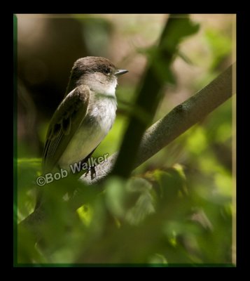 Eastern Phoebe (Sayornis phoebe) Being A Little Elusive