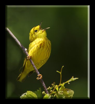 A Yellow Warbler Singing For All Its Worth