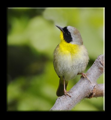 A Common Yellowthroat Warbler (Geothlypis trichas)