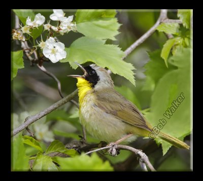 Another Common Yellowthroat Warbler (Geothypis-trichas) Gracing The Woods With The Sound Of It's Voice